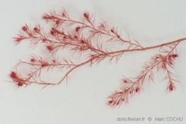 dasysiphonia japonica-mcu-20
