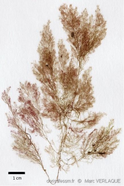dasysiphonia japonica-mve-10
