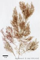dasysiphonia japonica-mve-10