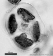 dasysiphonia japonica-mve-20
