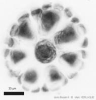 dasysiphonia japonica-mve-30