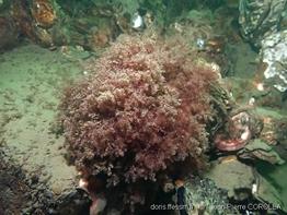 dasysiphonia_japonica-jpc-10