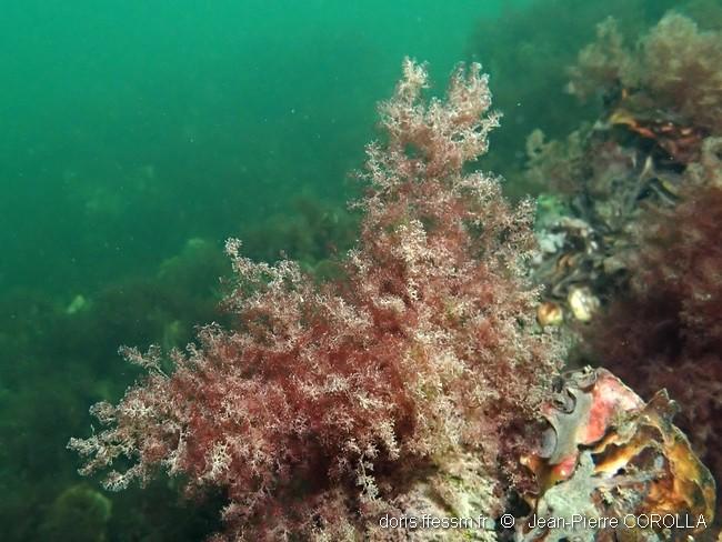 dasysiphonia_japonica-jpc-20