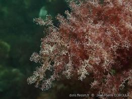 dasysiphonia_japonica-jpc-30