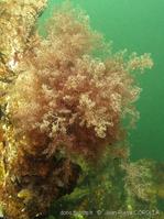 dasysiphonia_japonica-jpc-40