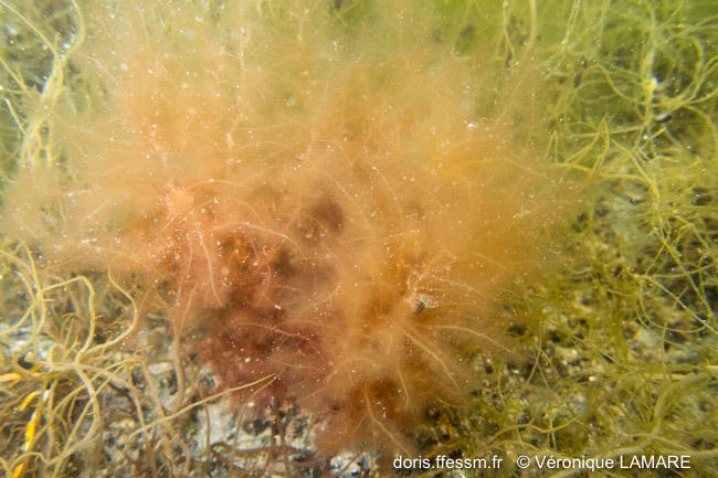 dasysiphonia_sessilis-vl1