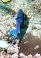 odonus_niger-jmc1
