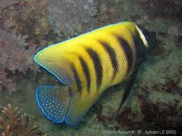 pomacanthus_sexstriatus-slb3