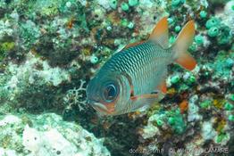myripristis_violacea-vl1