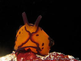 berthella_martensi-aps104