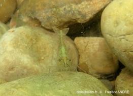 atyaephyra_desmaresti-fa-05