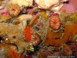 caryophyllia_inornata-slb3