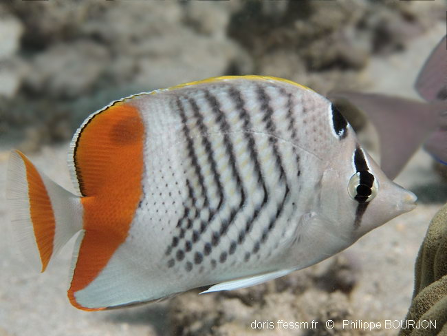 Poisson-papillon de Madagascar