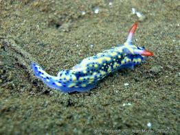 hypselodoris_infucata-jms4