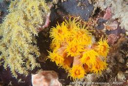 tubastraea_coccinea-vl4