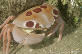 carpilius_maculatus-vl2