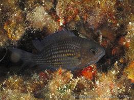 chromis_chromis-vl5