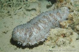 pearsonothuria_graeffei-4vm