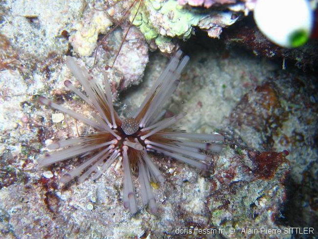 echinothrix_calamaris-aps1