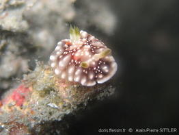 chromodoris_geometrica-aps225