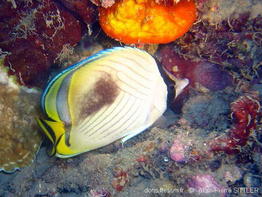 chaetodon_vagabundus-aps1