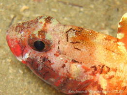 gobius_cruentatus-aps1