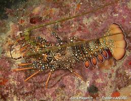 panulirus_guttatus_fa1