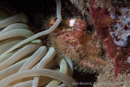 pilumnus_villosissimus-vl1