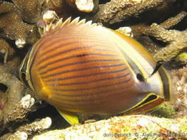 chaetodon_lunulatus-aps201