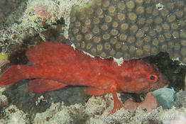 cephalopholis_spiloparaea-vl1