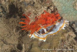 spondylus_varius-vl3