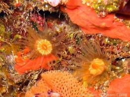 caryophyllia_inornata-slb4