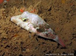 canthigaster_bennetti-slb3
