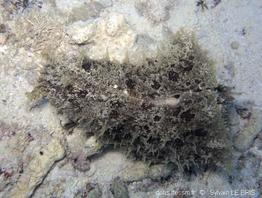 dolabella_auricularia-slb5