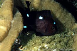dascyllus_trimaculatus-vl2