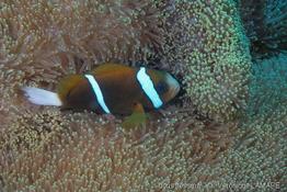 amphiprion_akindynos-vl2