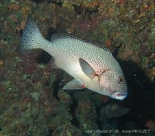 plectorhinchus_picus_ap1