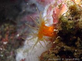 balanophyllia_regia-slb5