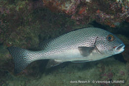 plectorhinchus_picus-vl3