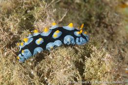 phyllidia_picta-vl2