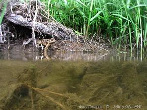 Anaxyrus_americanus_JG00101