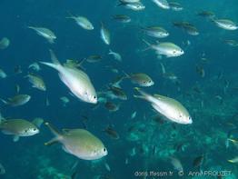 chromis_multilineata_ap1