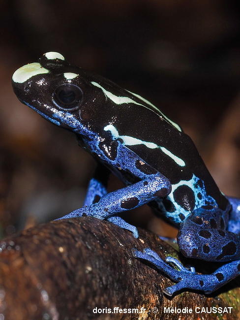 Dendrobates_tinctorius-meca001