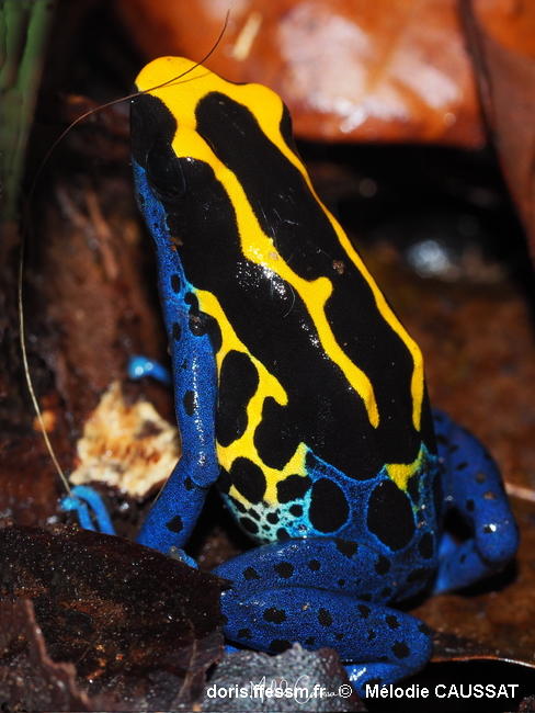 Dendrobates_tinctorius-meca002