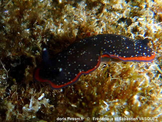 Dendrodoris noire