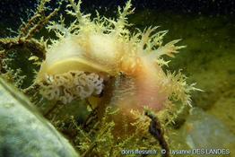Dendronotus_frondosus_ldl_01