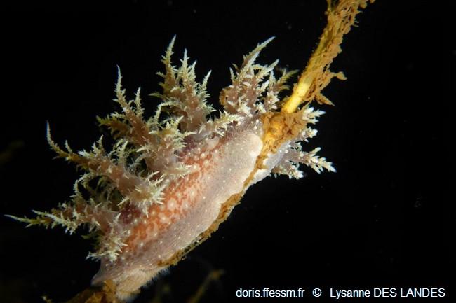 Dendronotus_frondosus_ldl_02