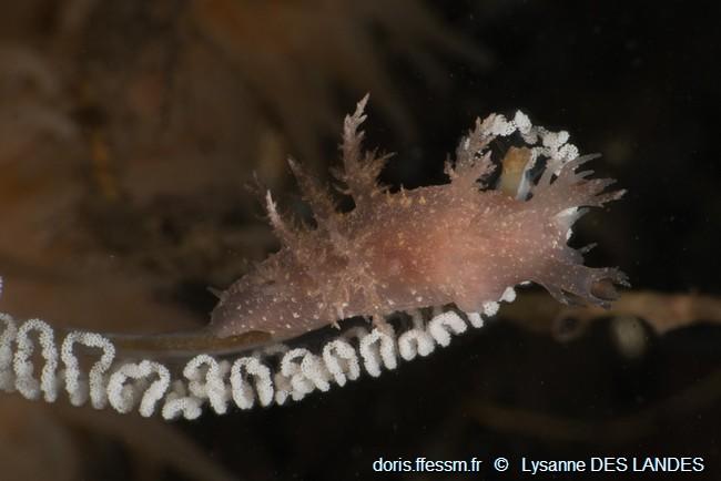 Dendronotus_frondosus_ldl_03
