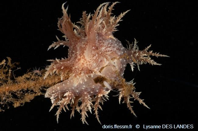 Dendronotus_frondosus_ldl_04