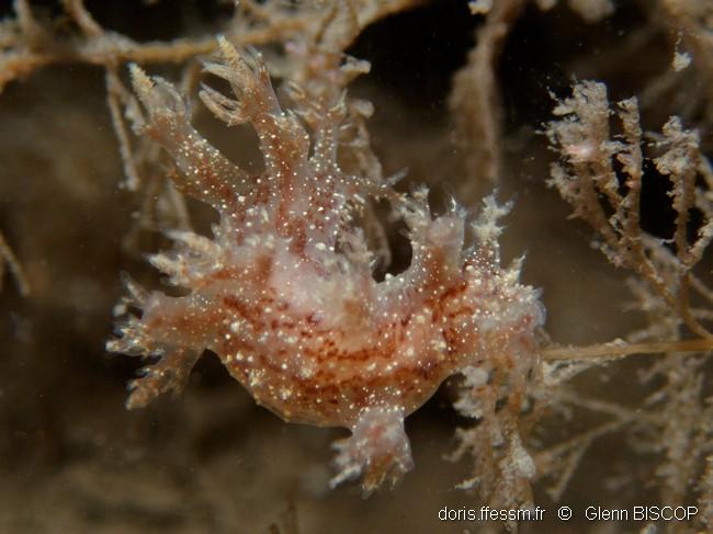 dendronotus_keatleyae-gbi-10
